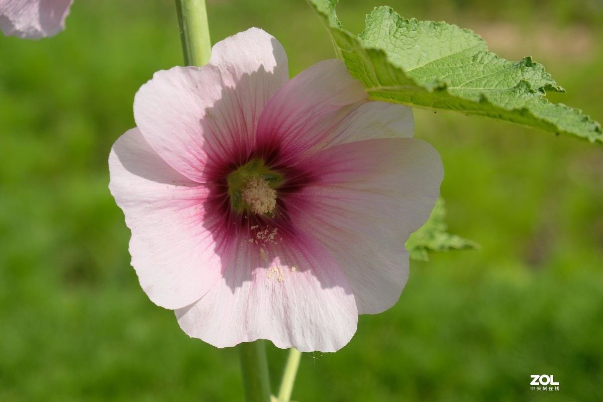 草花一组【20206】