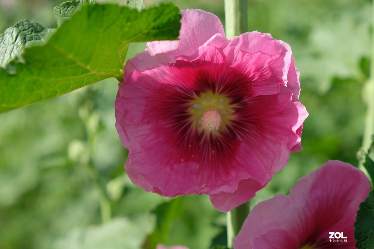 草花一组【20206】