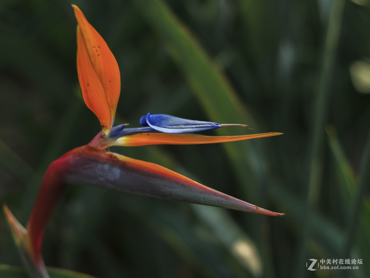 天堂鸟与山茶花