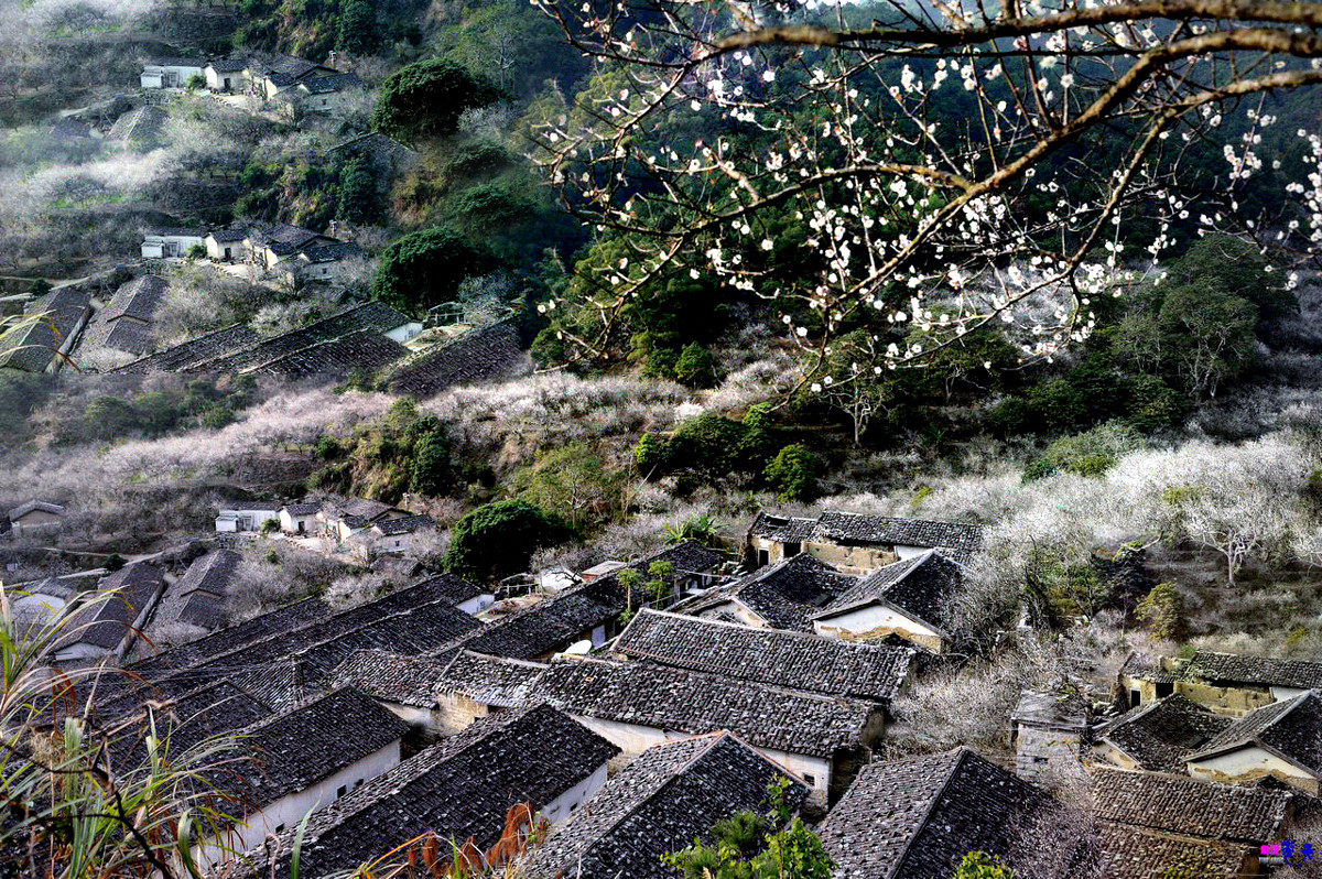 2015揭西行——西坑梅乡(续）