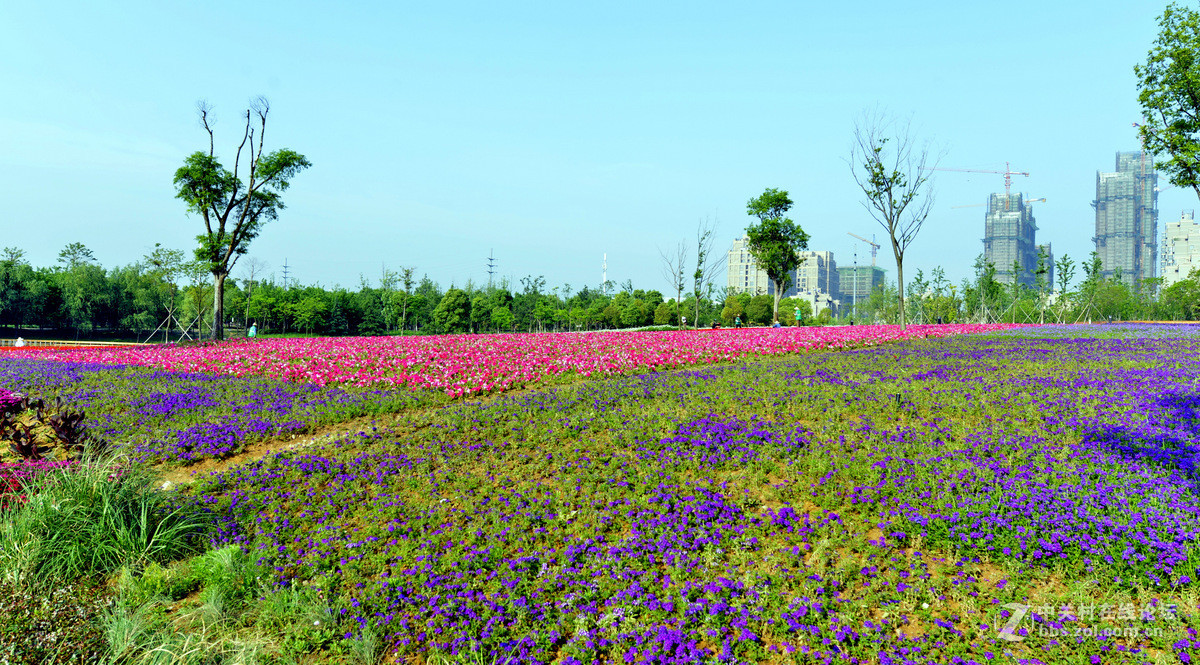 合肥四季花海紀實