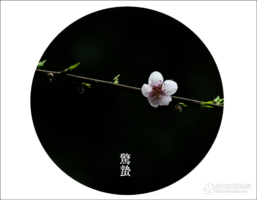 二十四节气之 惊蛰