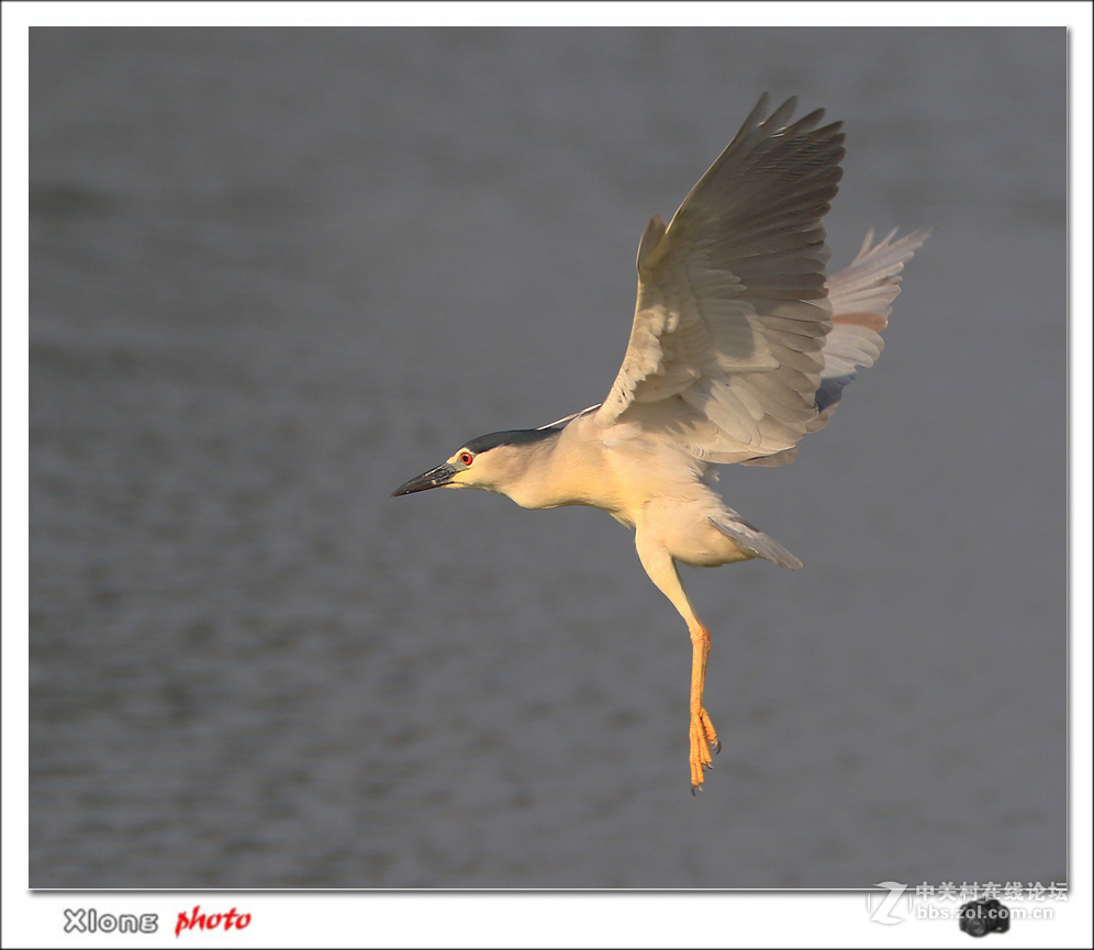 抓拍公园湖面上的夜鹭