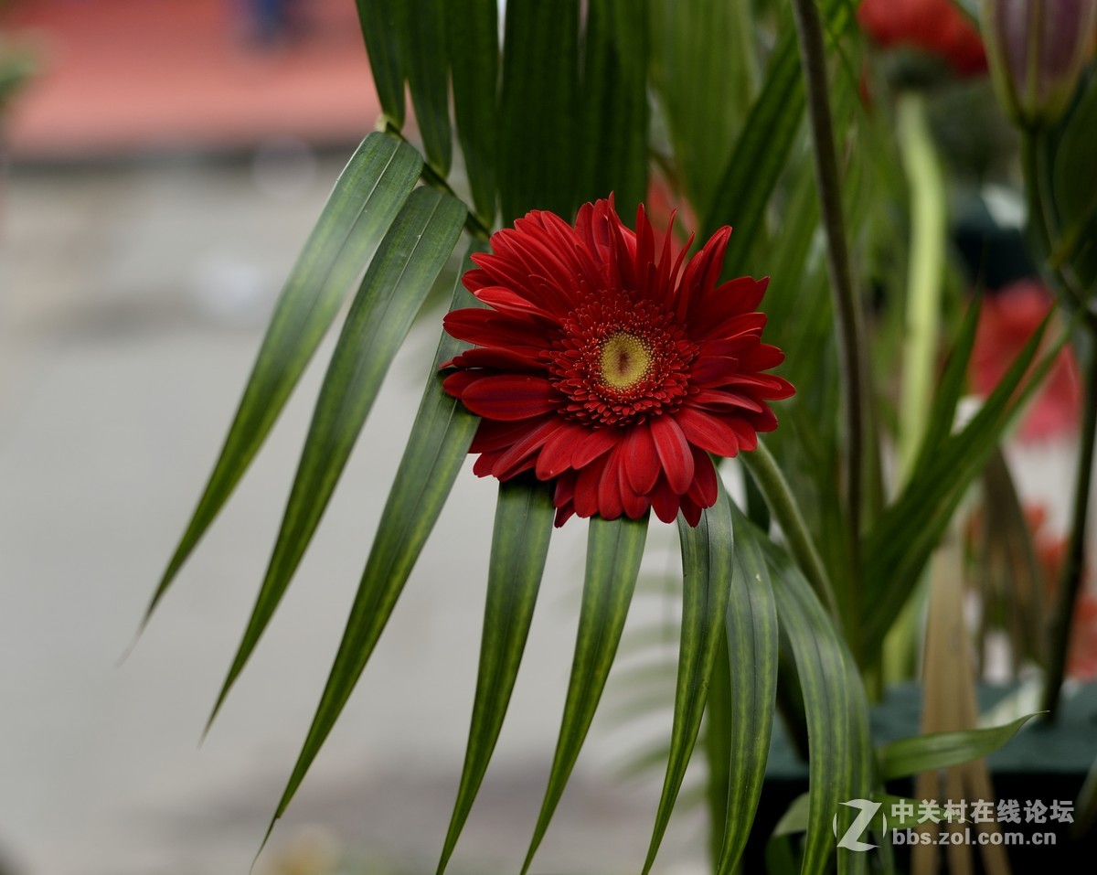 58 1.4g拍深圳花卉世界