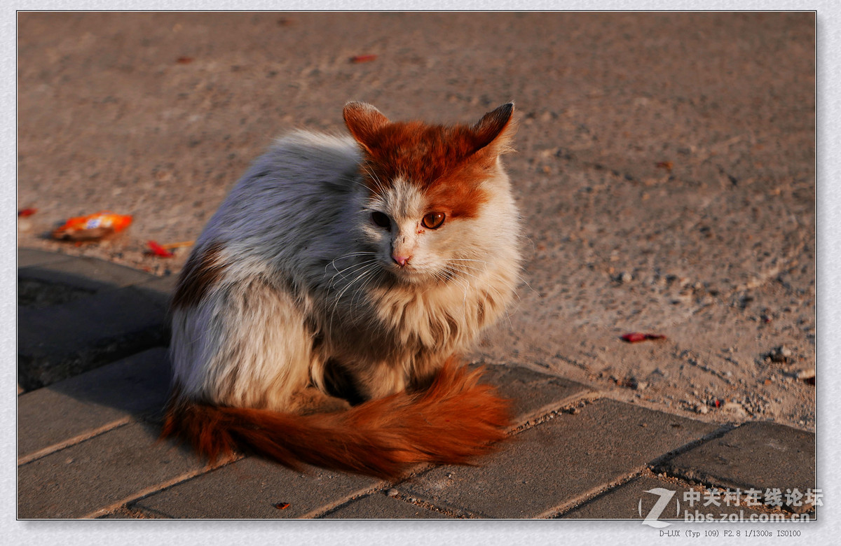 徕卡D-Lux Typ 109试机片