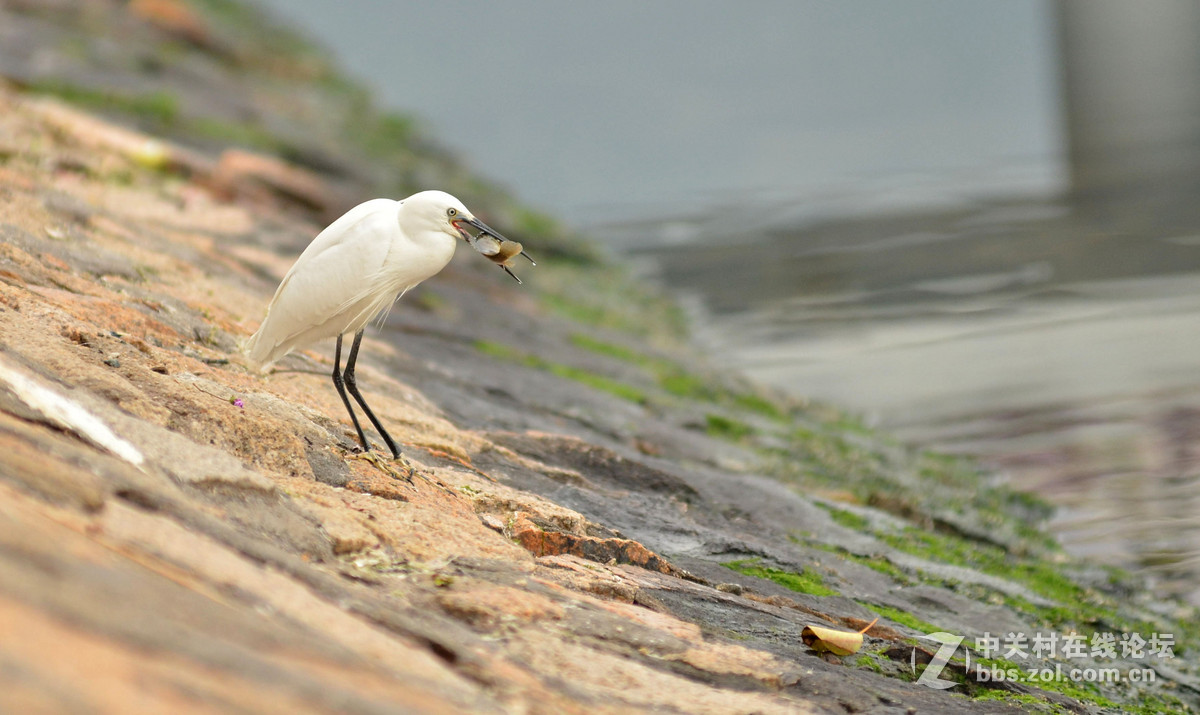 2015年小钢炮厦门拍白鹭1