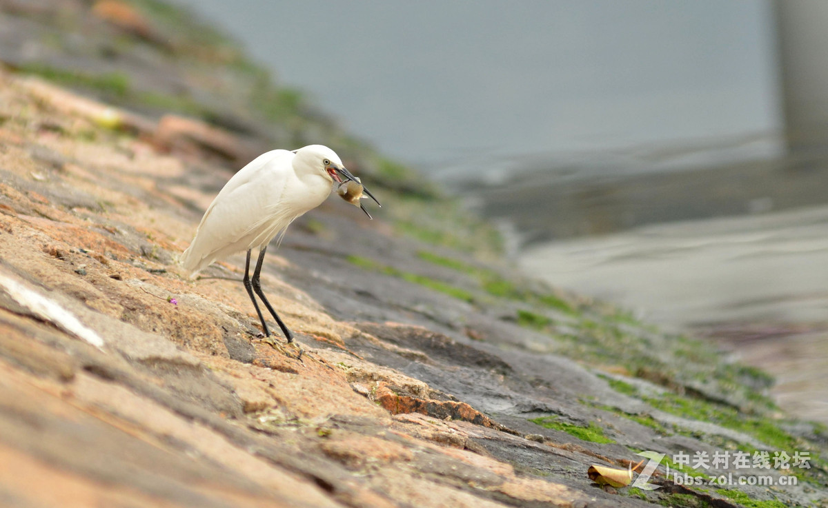 2015年小钢炮厦门拍白鹭1