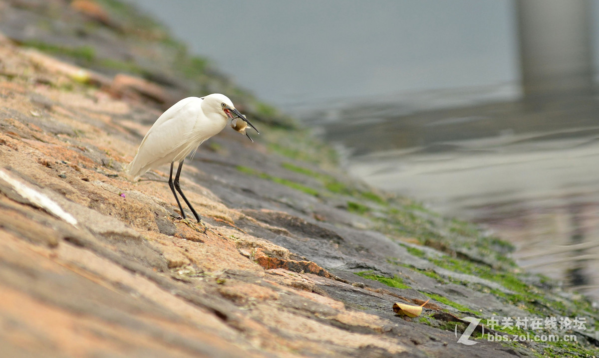 2015年小钢炮厦门拍白鹭1