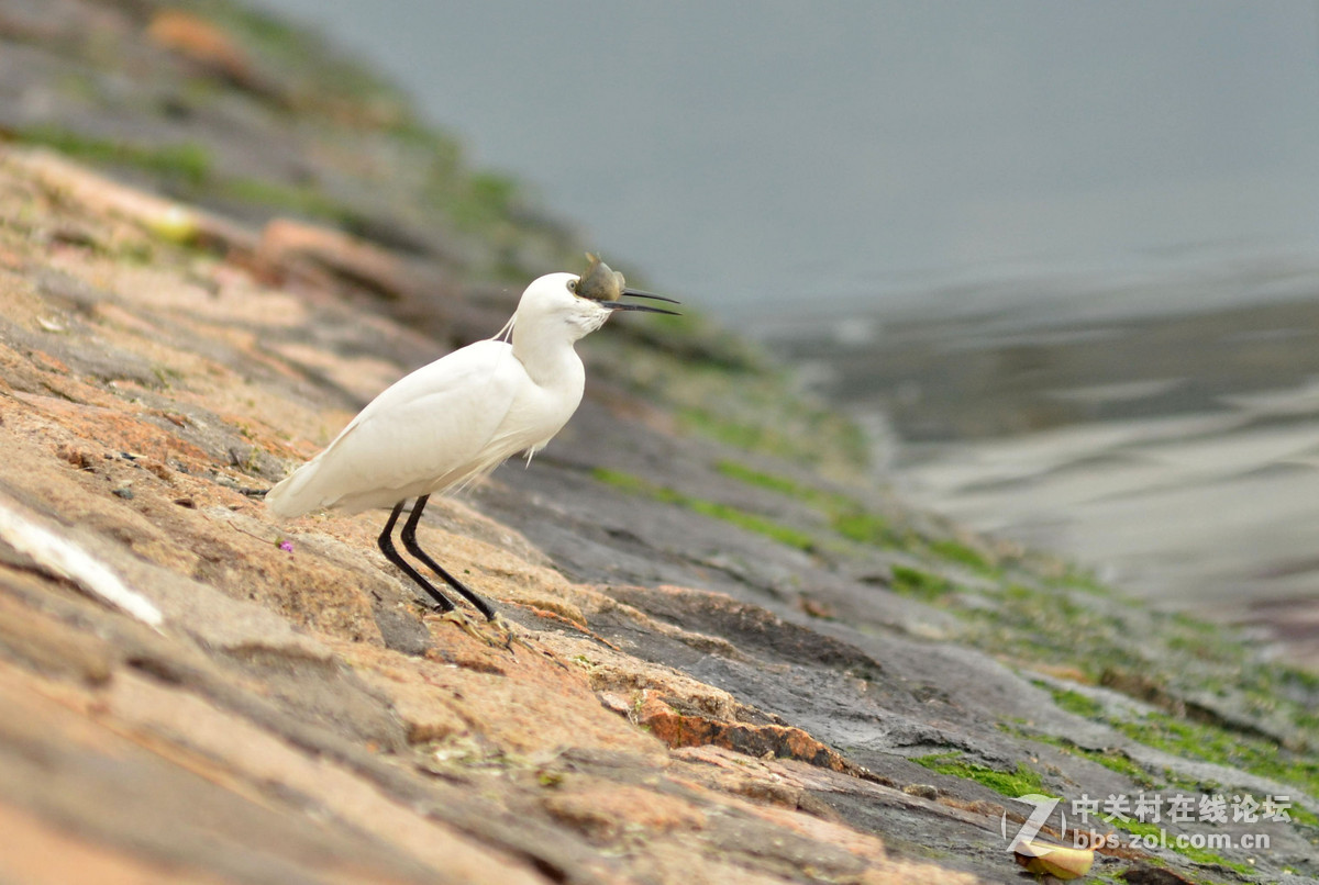 2015年小钢炮厦门拍白鹭1