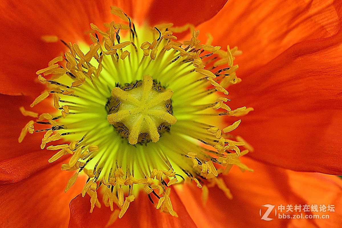 #尼康花卉作品赏析第七期#虞美人之花蕾与花蕊-微距
