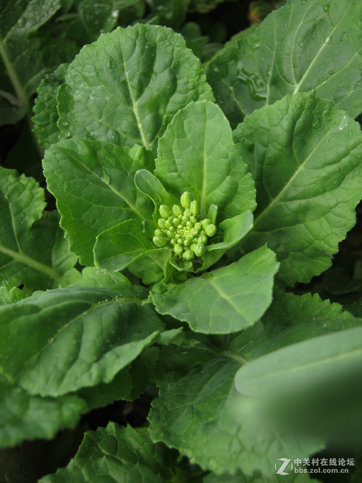 佳能A490《油菜花开》