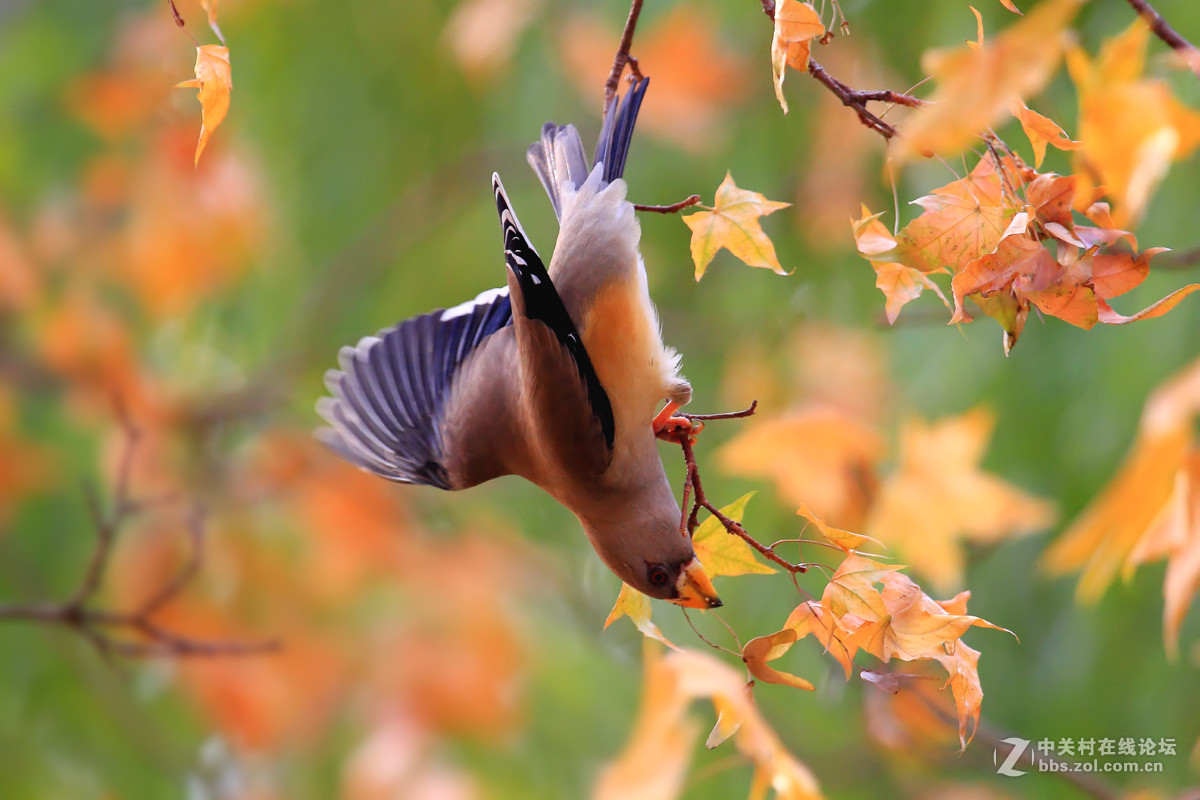 #尼康鸟类作品赏析#【蜡嘴雀与红叶】（老阿推荐）