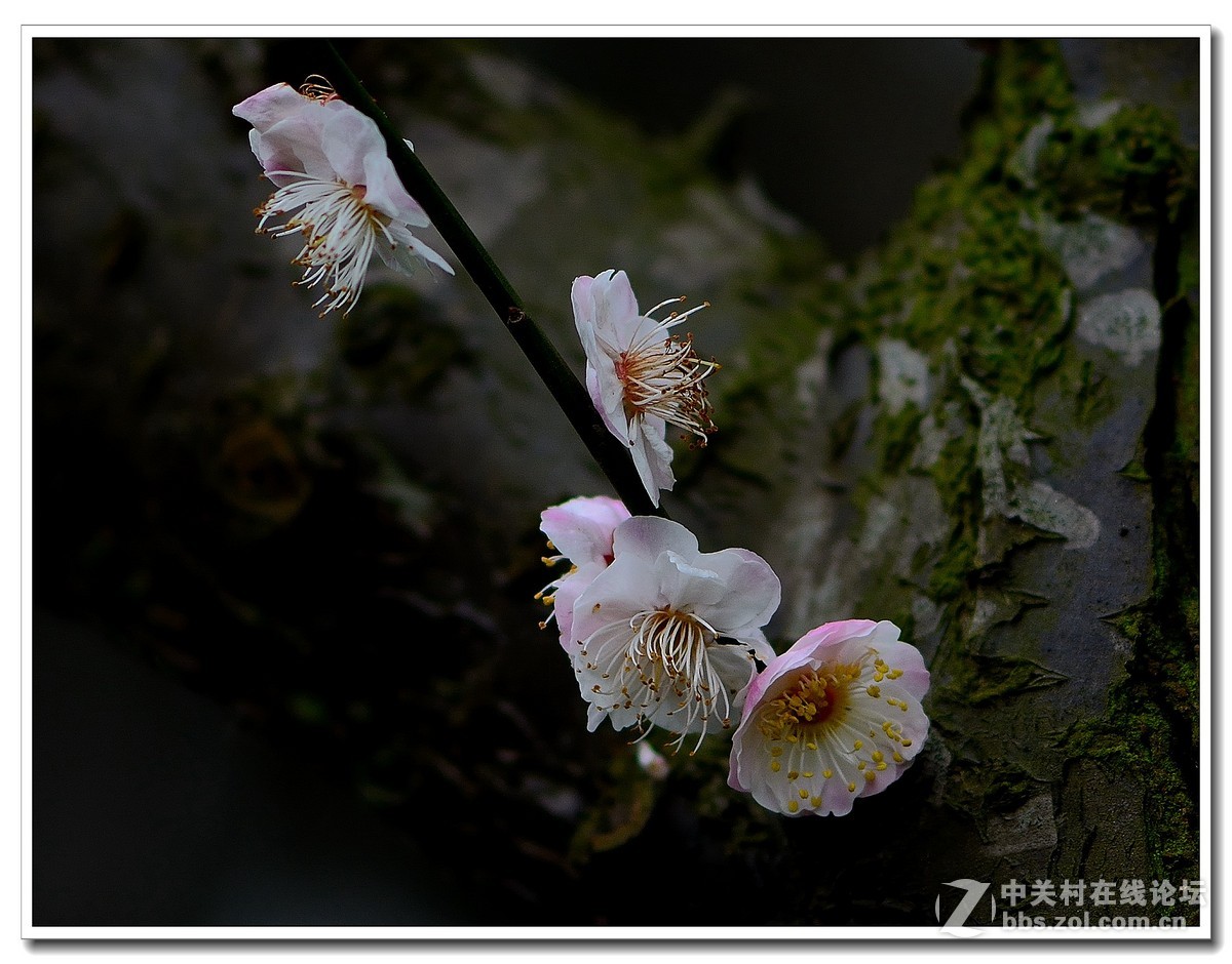#尼康花卉作品赏析第八期#唤醒百花齐开放