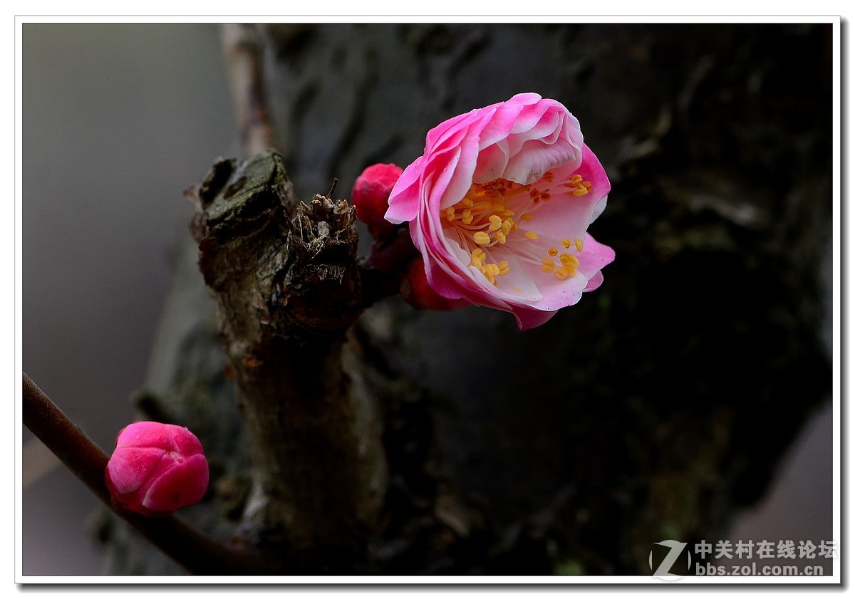 #尼康花卉作品赏析第八期#唤醒百花齐开放