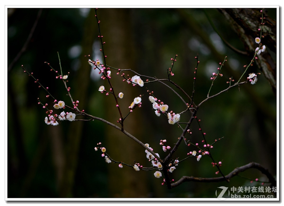 #尼康花卉作品赏析第八期#唤醒百花齐开放