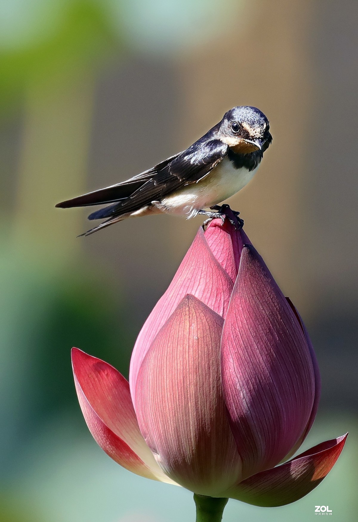 莲蓬上的小燕子1