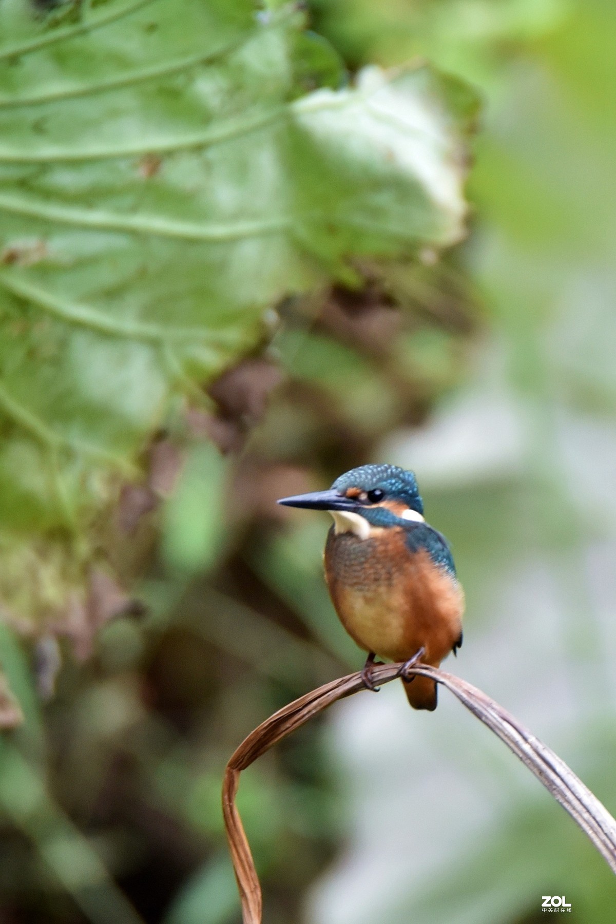 又见翠鸟！腾龙150-600手持拍摄，请批评指正！
