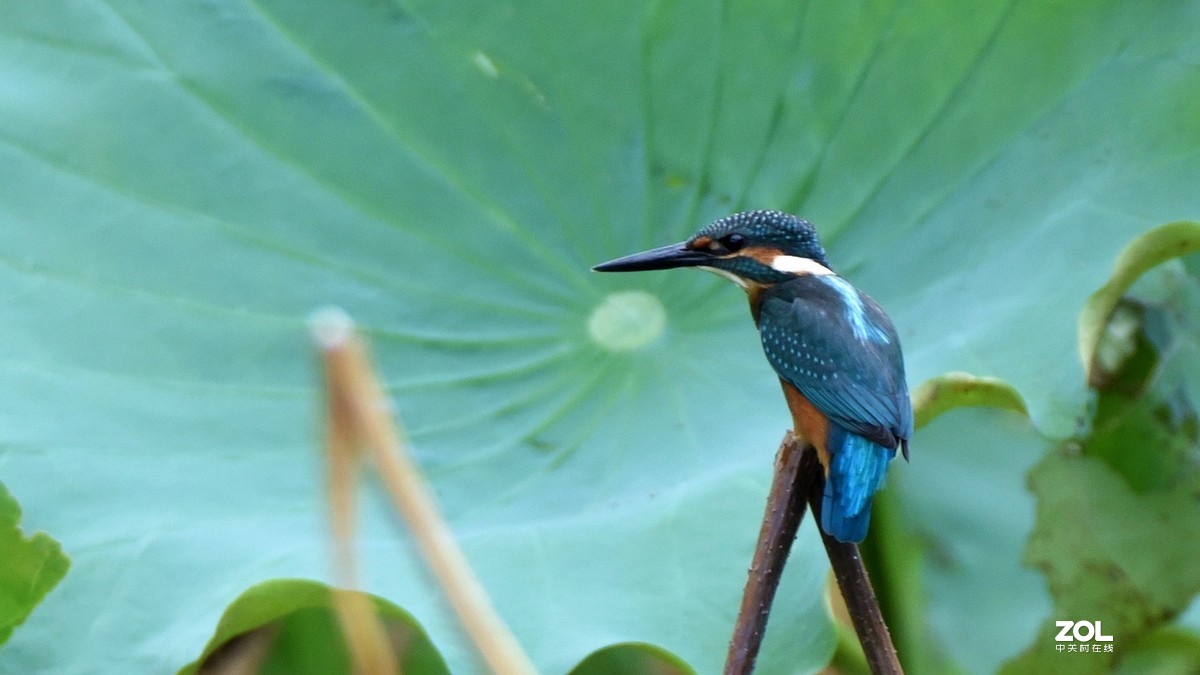 又见翠鸟！腾龙150-600手持拍摄，请批评指正！