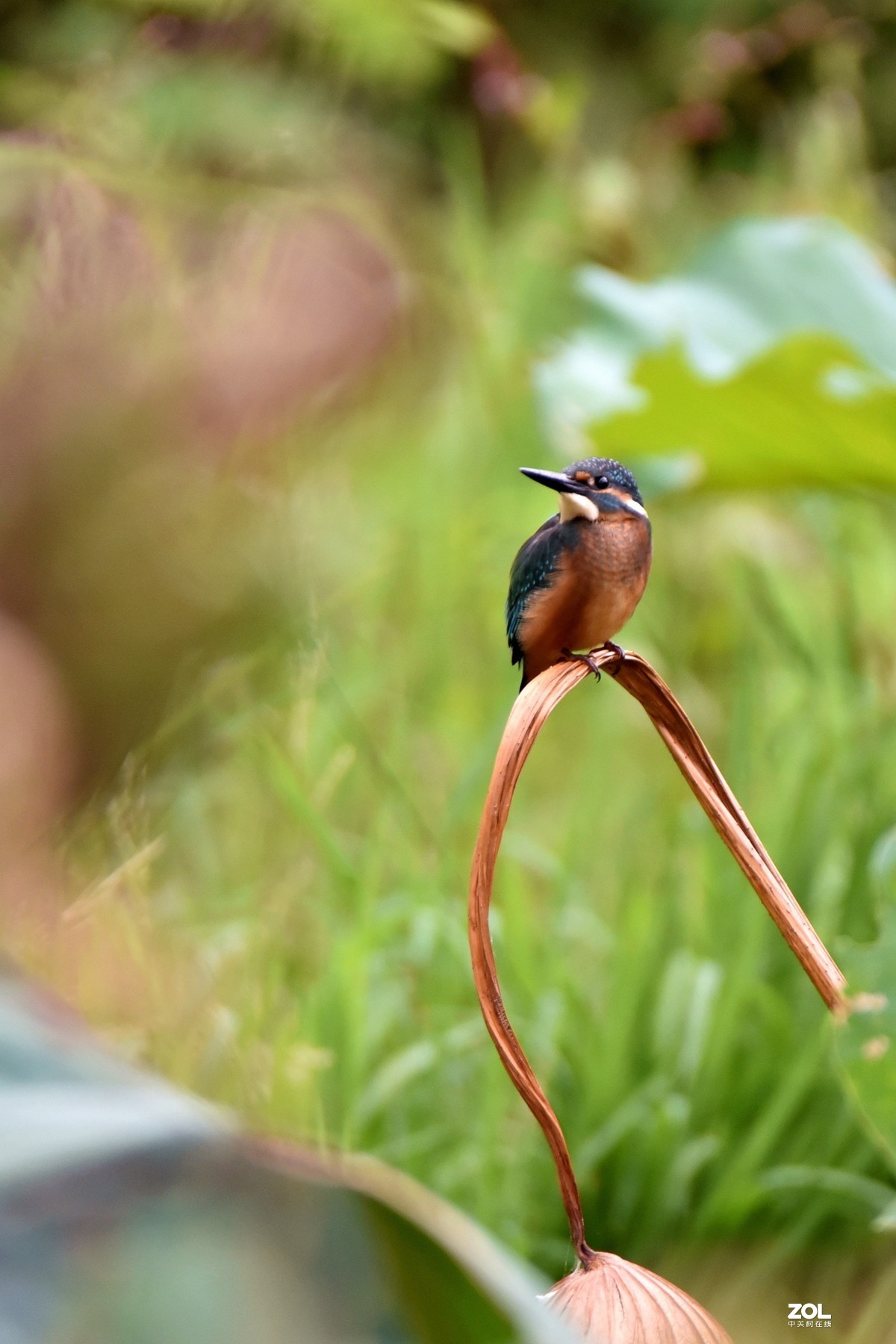 又见翠鸟！腾龙150-600手持拍摄，请批评指正！