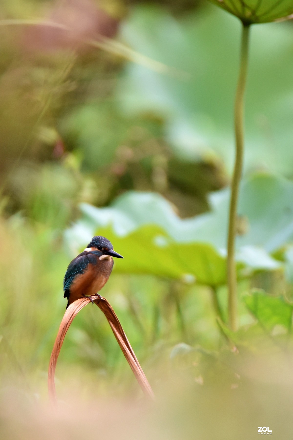 又见翠鸟！腾龙150-600手持拍摄，请批评指正！