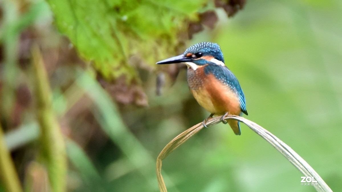 又见翠鸟！腾龙150-600手持拍摄，请批评指正！