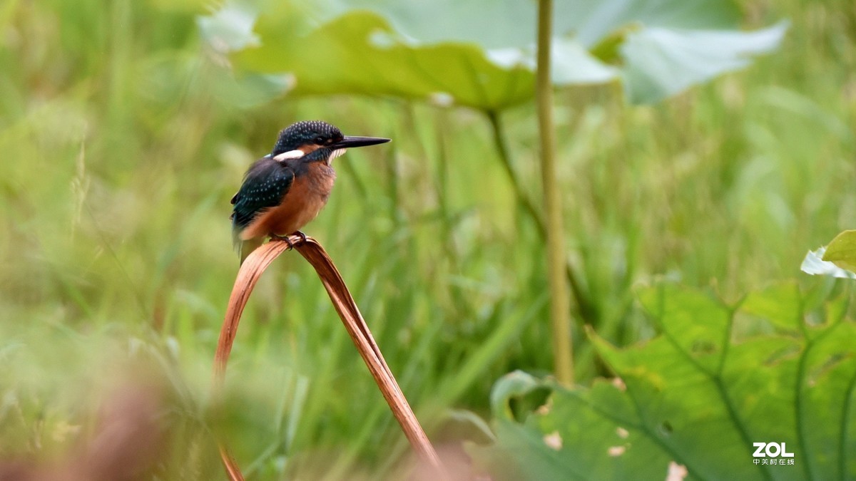 又见翠鸟！腾龙150-600手持拍摄，请批评指正！
