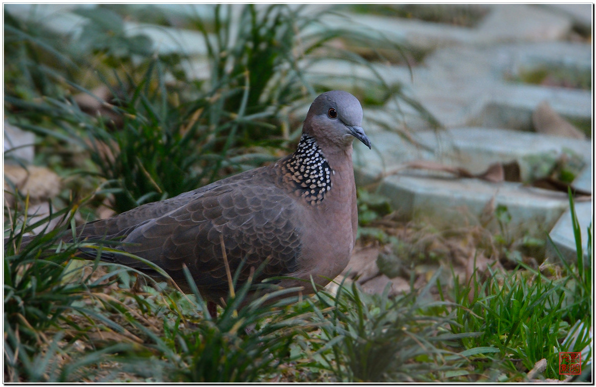 #尼康鸟类作品赏析#第20期《打鸟二月间》