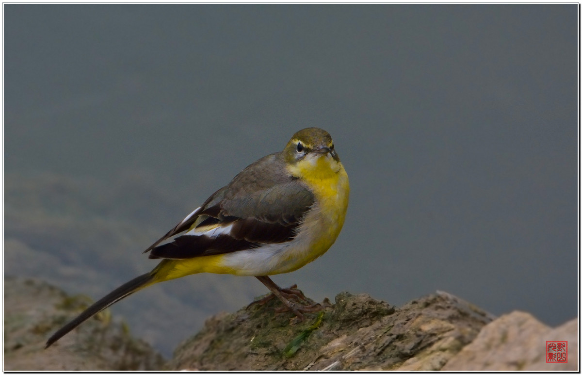 #尼康鸟类作品赏析#第20期《打鸟二月间》