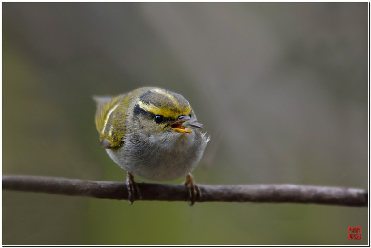 #尼康鸟类作品赏析#第20期《打鸟二月间》