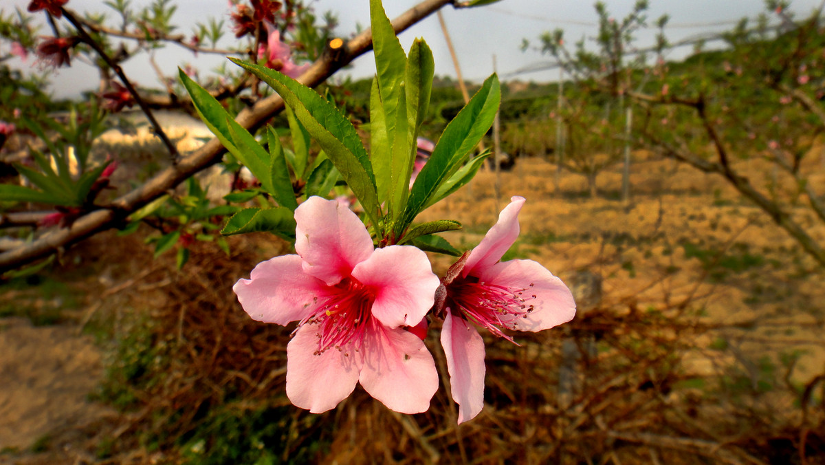 竹外桃花三兩枝,春江水暖鴨先知.