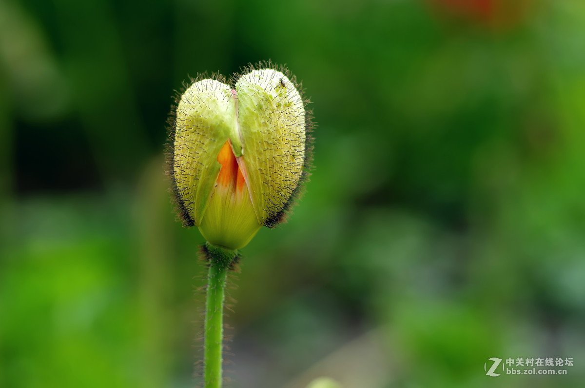 星55拍虞美人，惊喜发现分辨率居然可以达到专业微距头的标准.