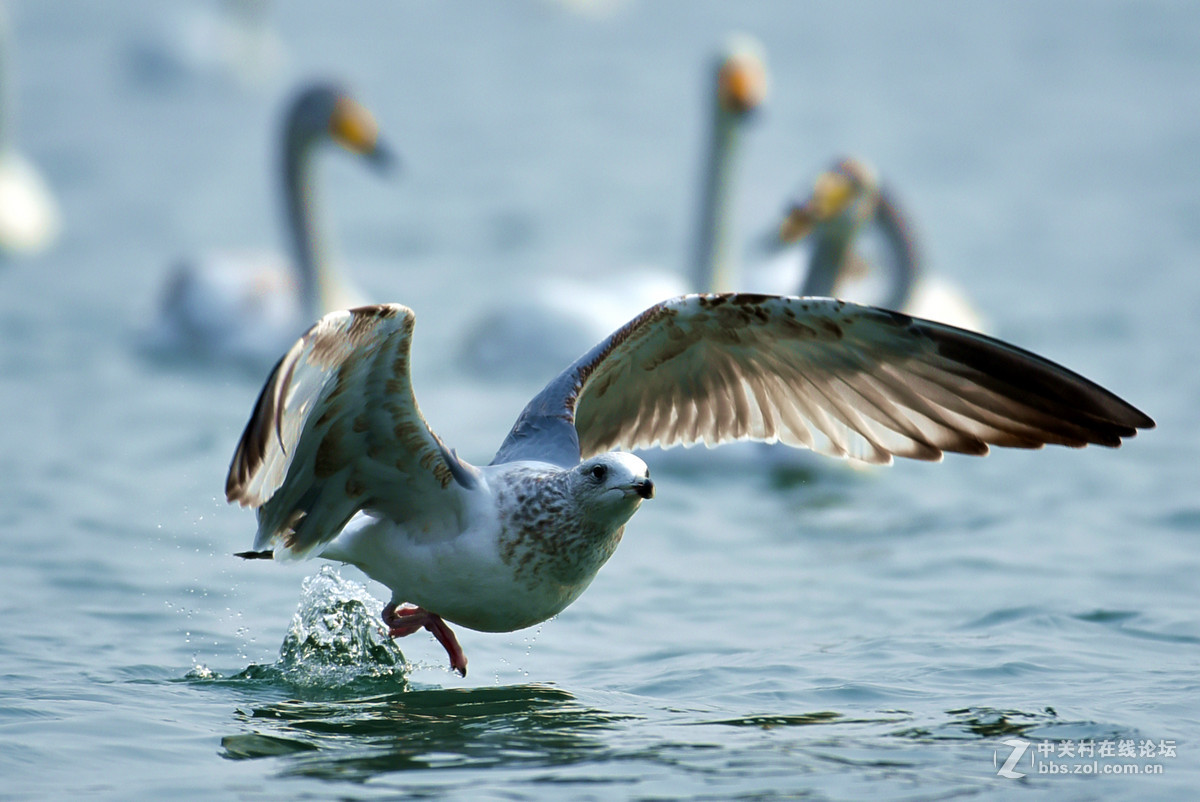 清湖闲客---海鸥（山东荣成烟墩角）