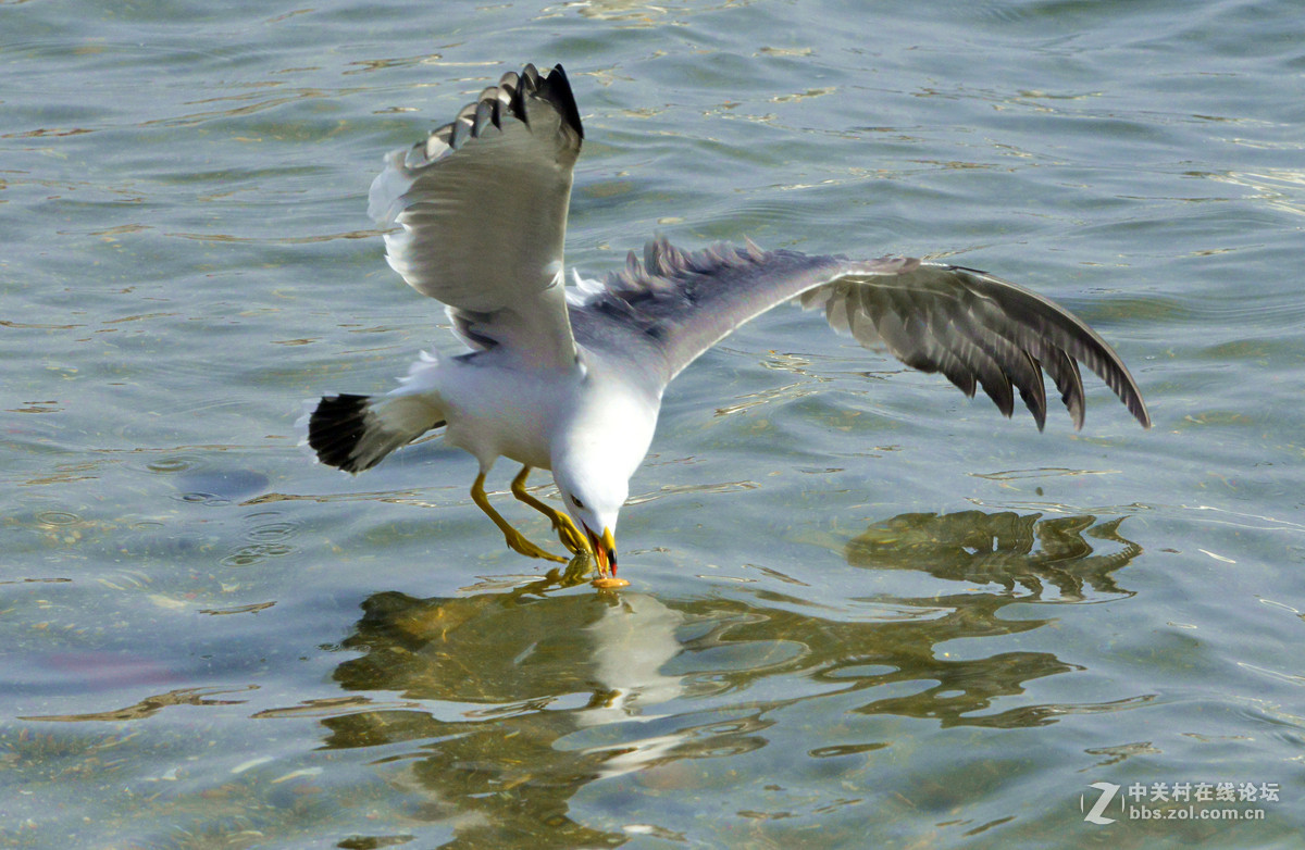 清湖闲客---海鸥（山东荣成烟墩角）