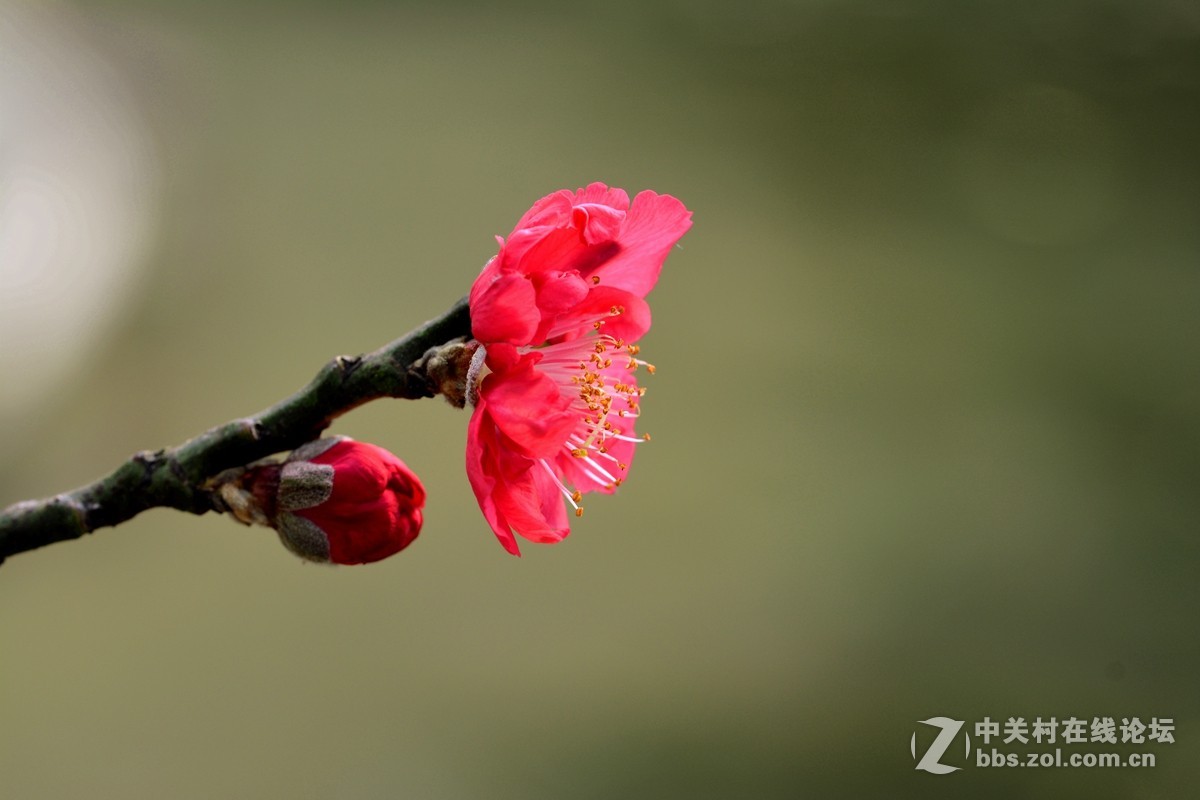#尼康花卉作品赏析第十三期#《桃花朵朵开》