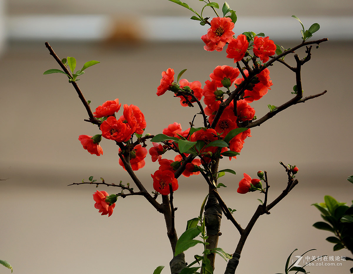 盆栽海棠花2