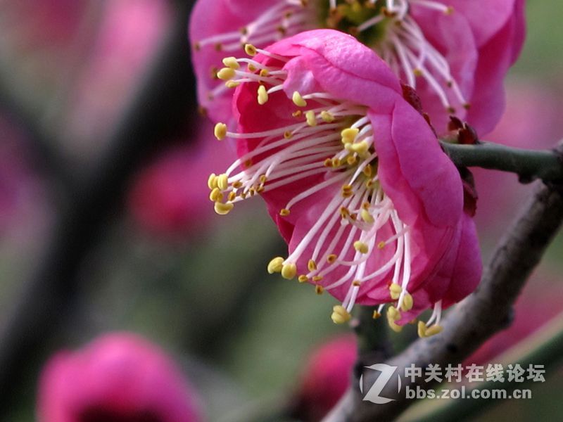 迎新春