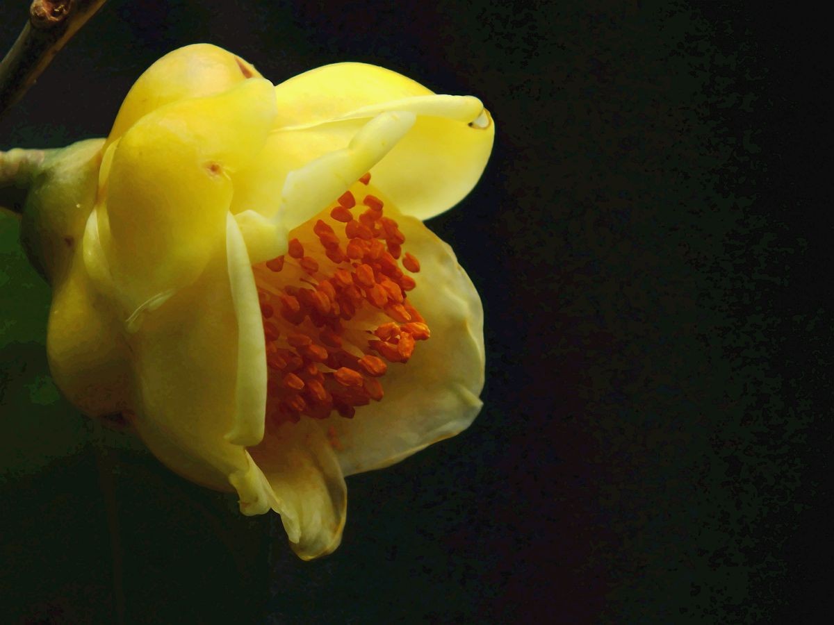 漂亮的金花茶-中关村在线摄影论坛