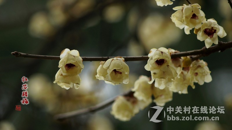 静悄悄的怡园，腊梅香香地开。