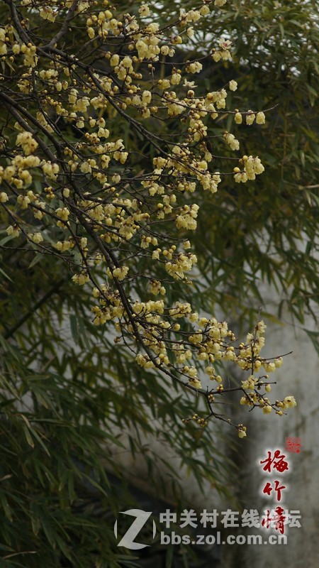 静悄悄的怡园，腊梅香香地开。