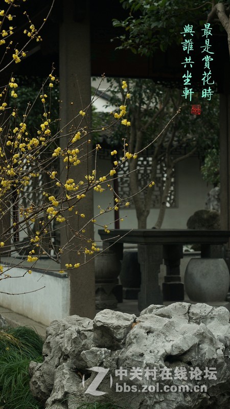 静悄悄的怡园，腊梅香香地开。
