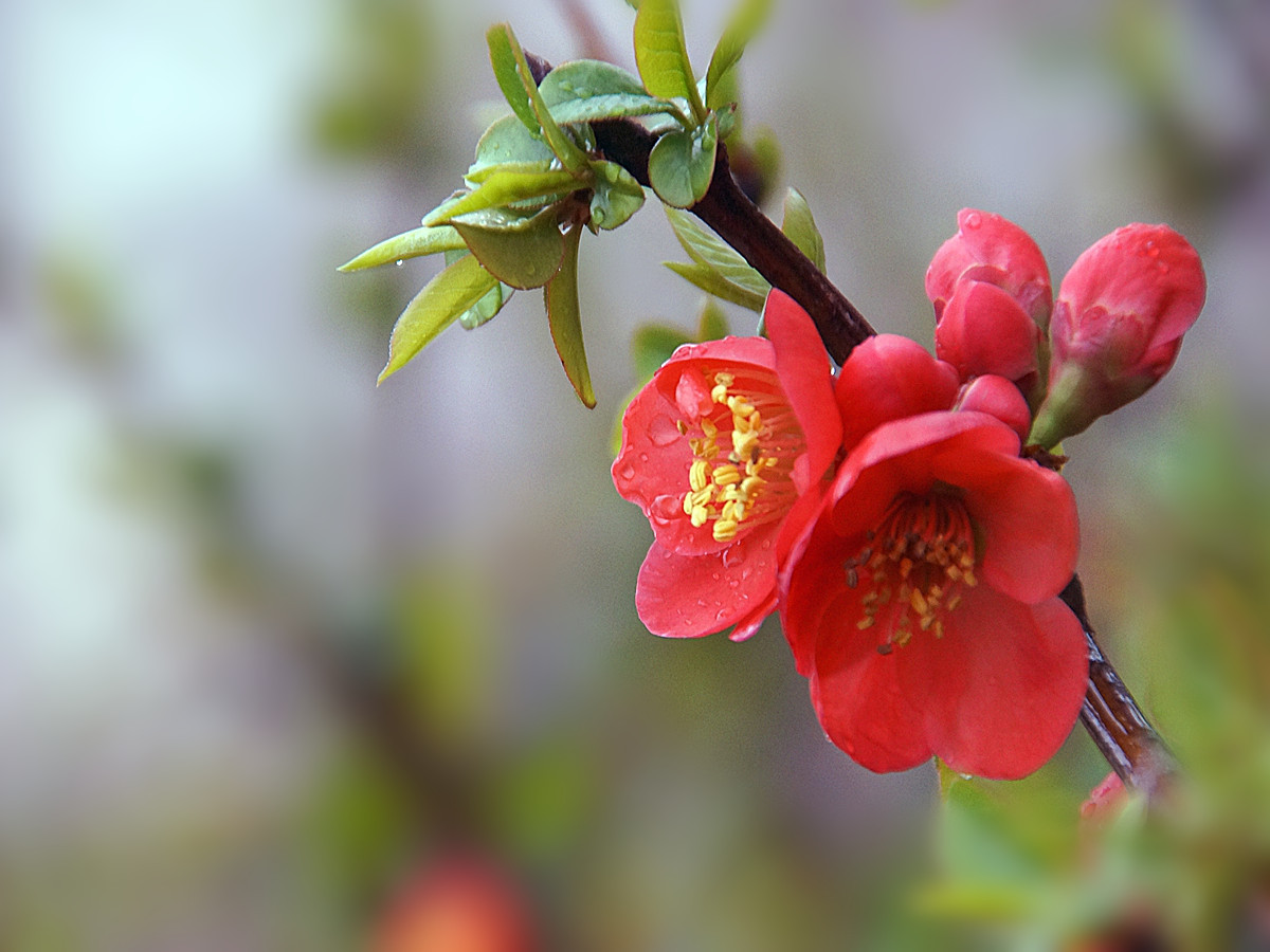 绵绵春雨中拍贴梗海棠