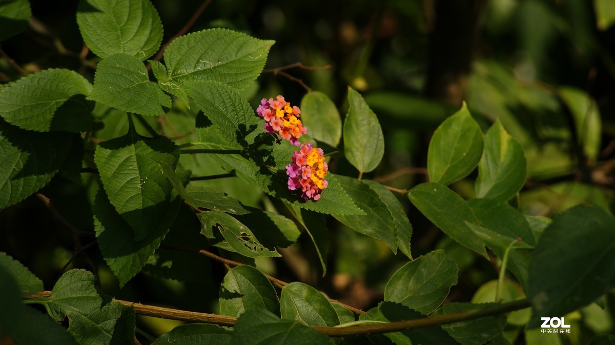 望牛亭公园之《花花草草》