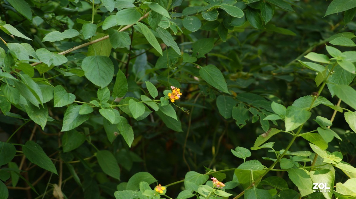 望牛亭公园之《花花草草》