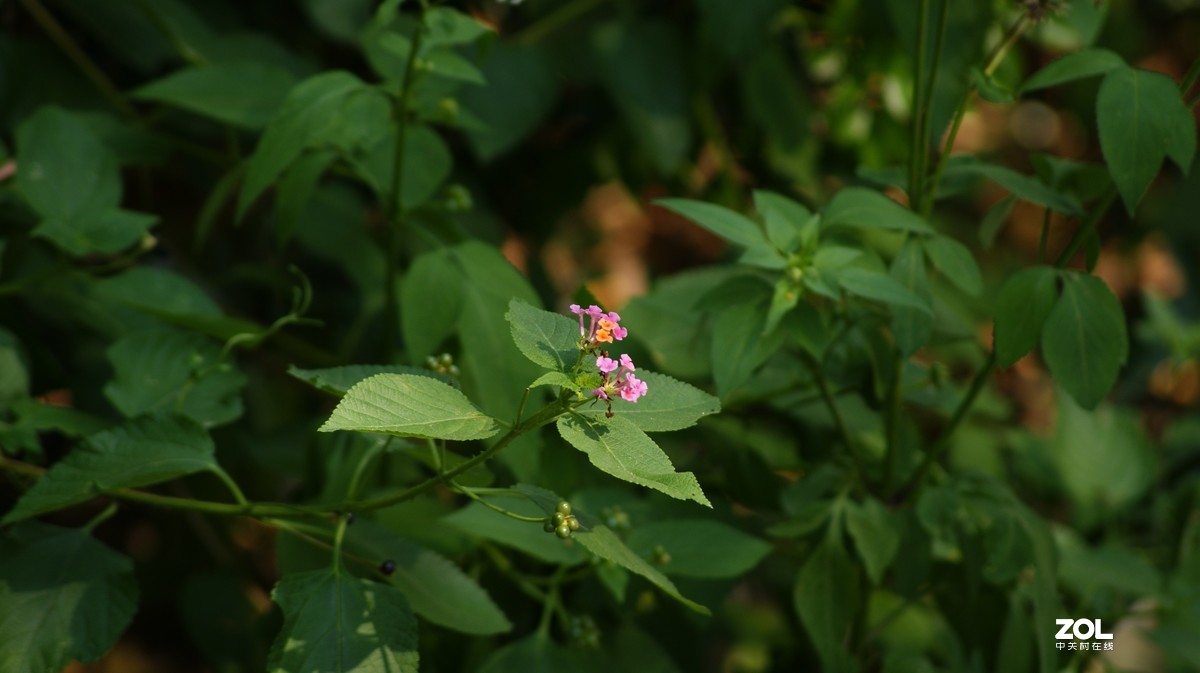 望牛亭公园之《花花草草》