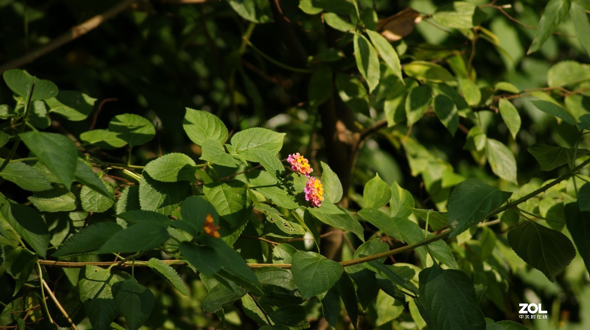 望牛亭公园之《花花草草》