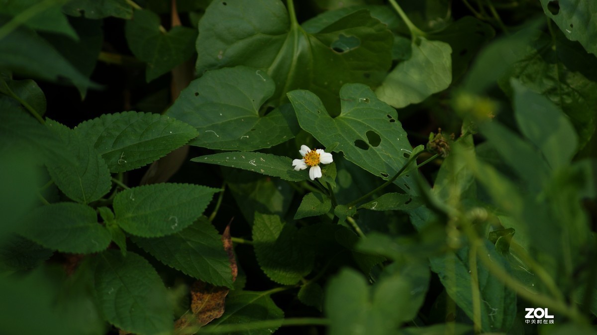 望牛亭公园之《花花草草》