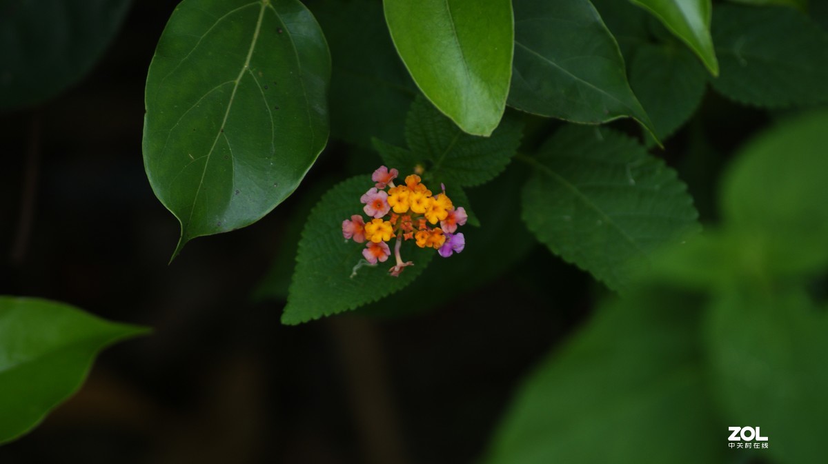 望牛亭公园之《花花草草》