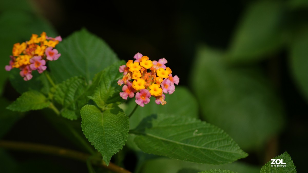 望牛亭公园之《花花草草》
