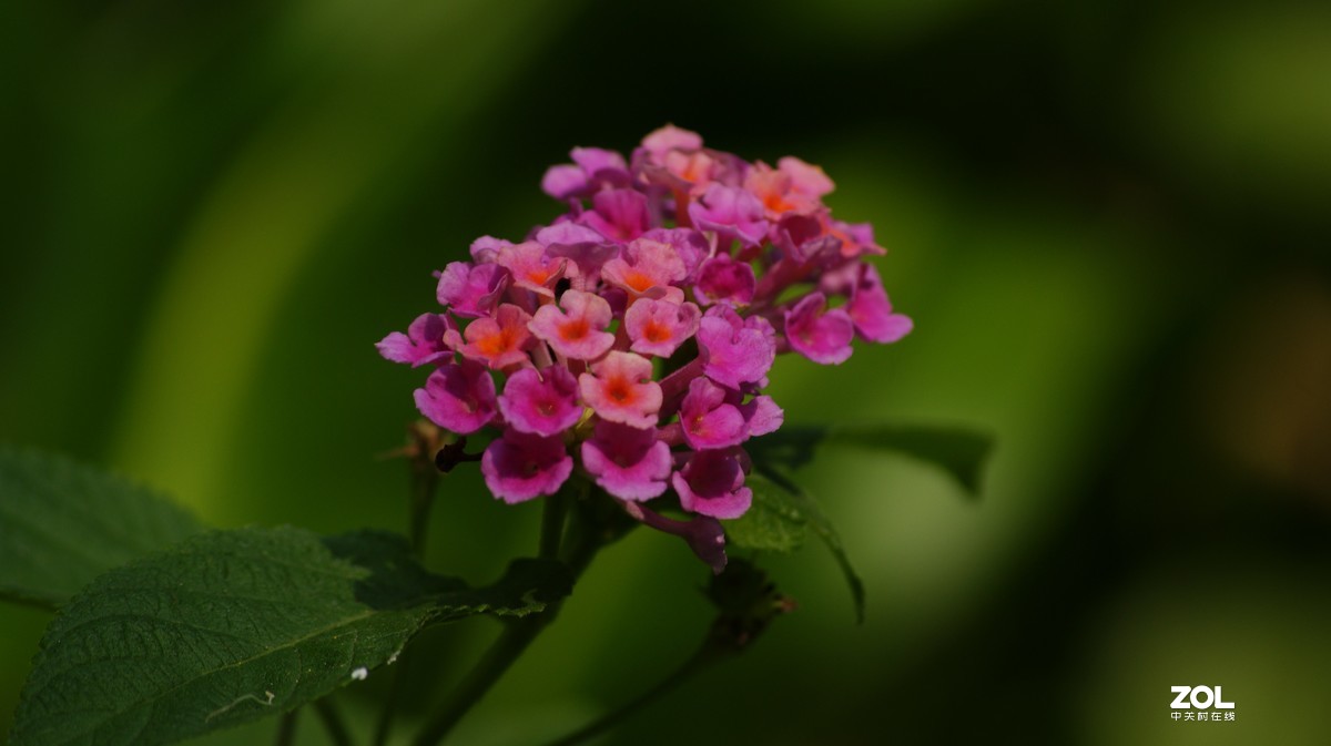 望牛亭公园之《花花草草》