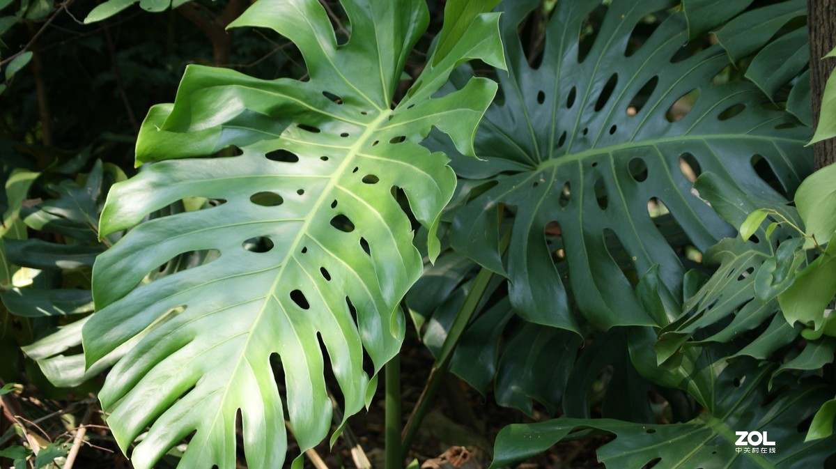 望牛亭公园之《花花草草》